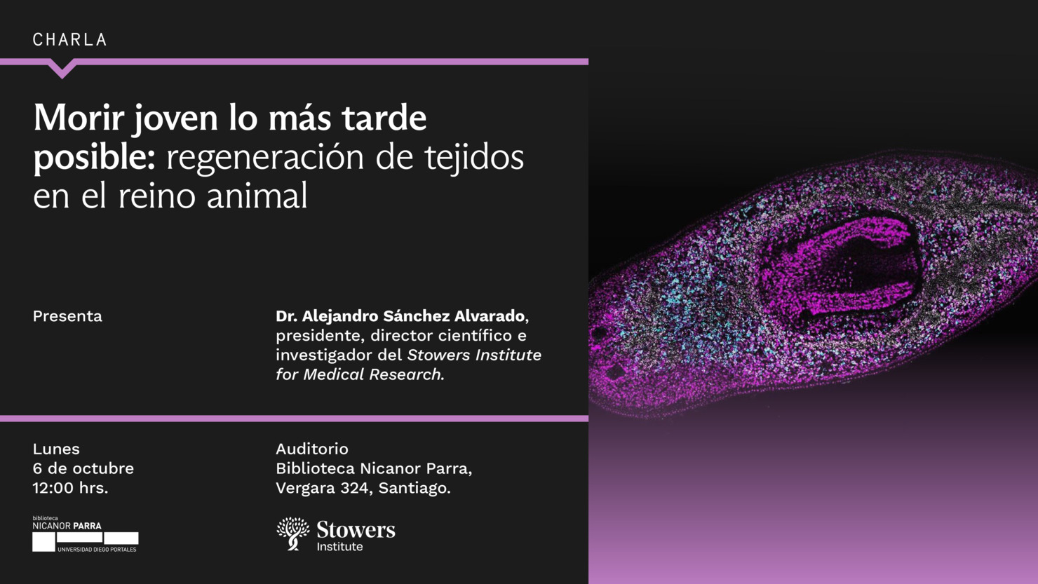 Morir joven lo más tarde posible: regeneración de tejidos en el reino animal