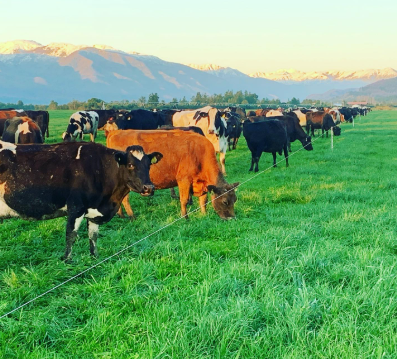 AGROPECUARIA LOS VARONES LIMITADA