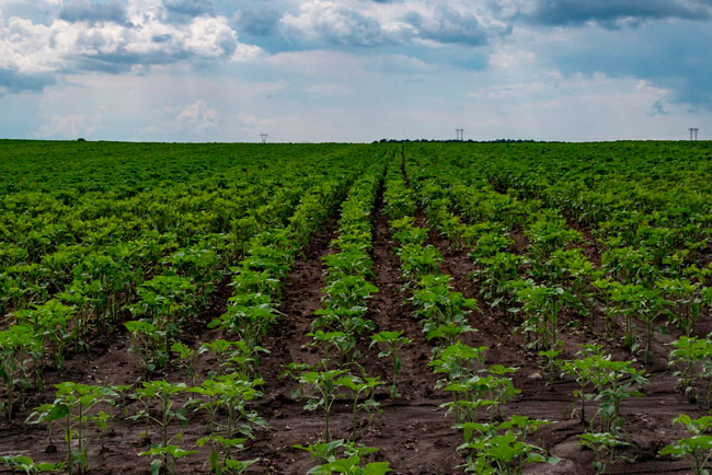 COMERCIAL CENTER LIMITADA