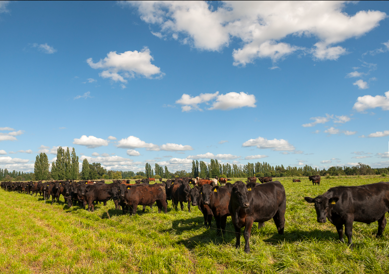 Agrícola Hacienda Canteras