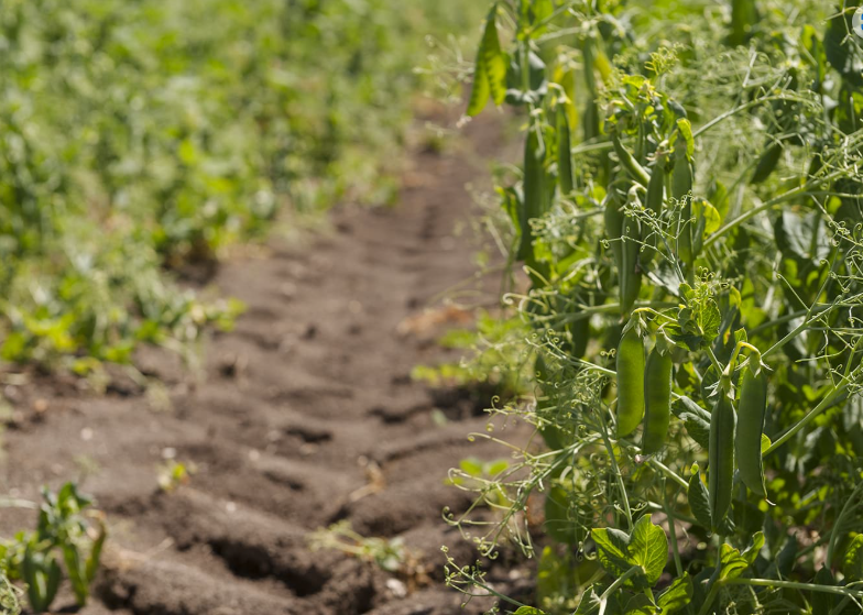 Agrícola Hacienda Canteras